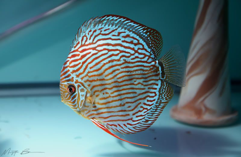 discus breeders in mumbai